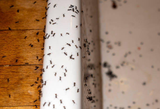 Best Wasp Removal Services  in Glenville, CT